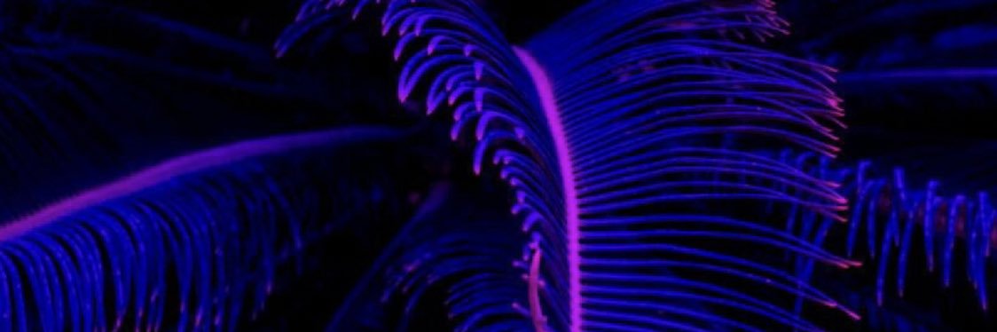 HempRu's profile banner image