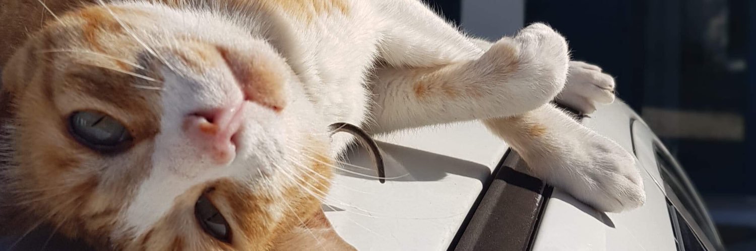 MCatulo's profile banner image