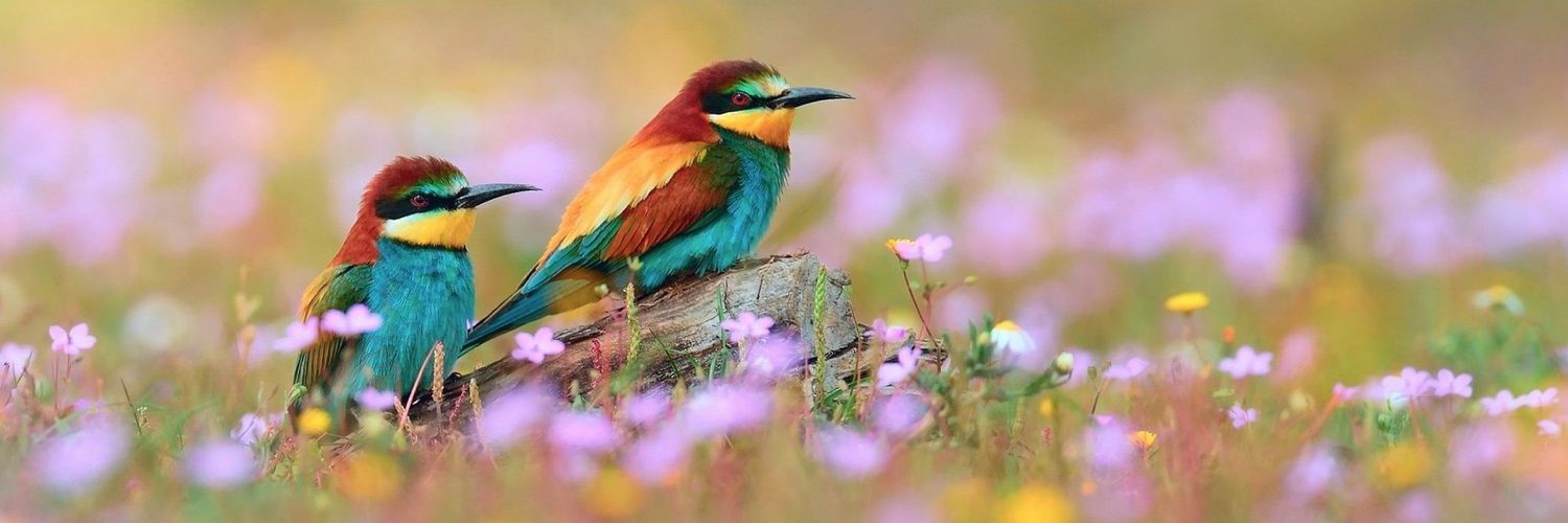 cryptogudu420's profile banner image