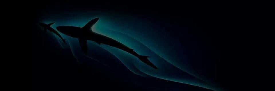 SirekisMartin's profile banner image