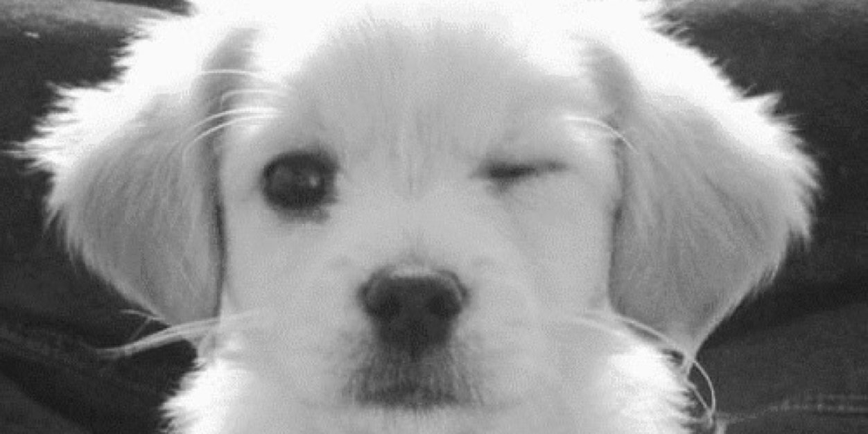 CutedogsDogs's profile banner image