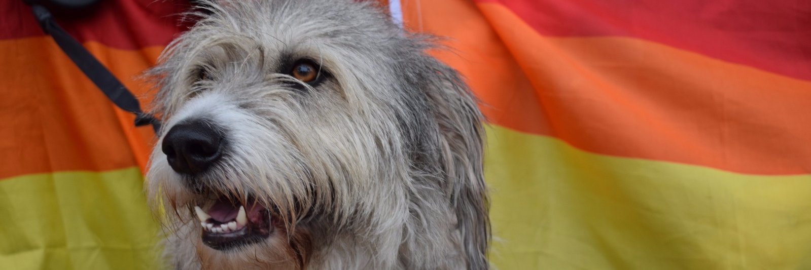 Luisandia 🍉۞ banner