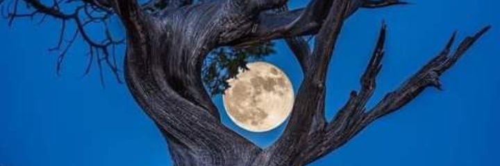 osamacpherson's profile banner image
