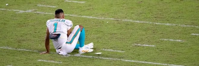 Dolphinho banner