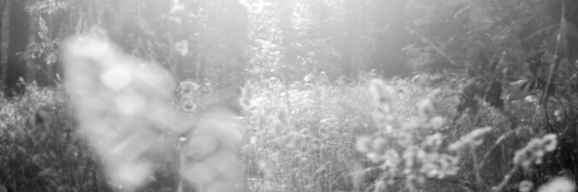 TauberMusik's profile banner image