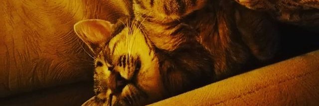 TibiTrex94's profile banner image
