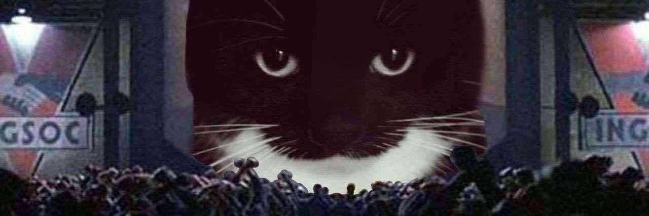 SillyCat banner