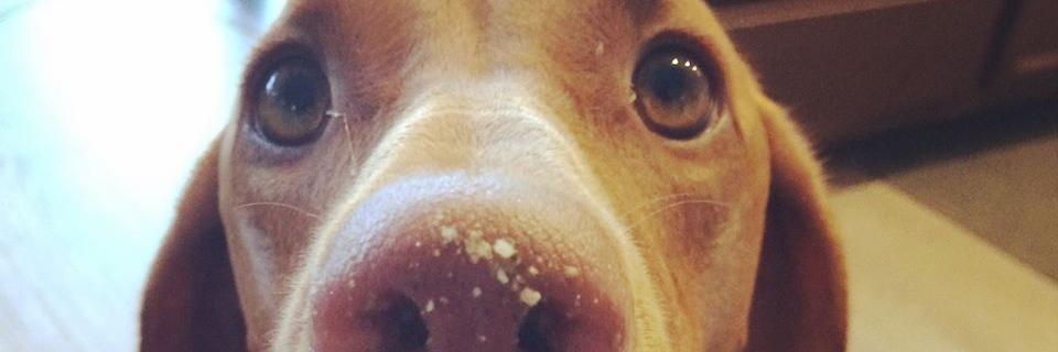 ChickpeaJess's profile banner image