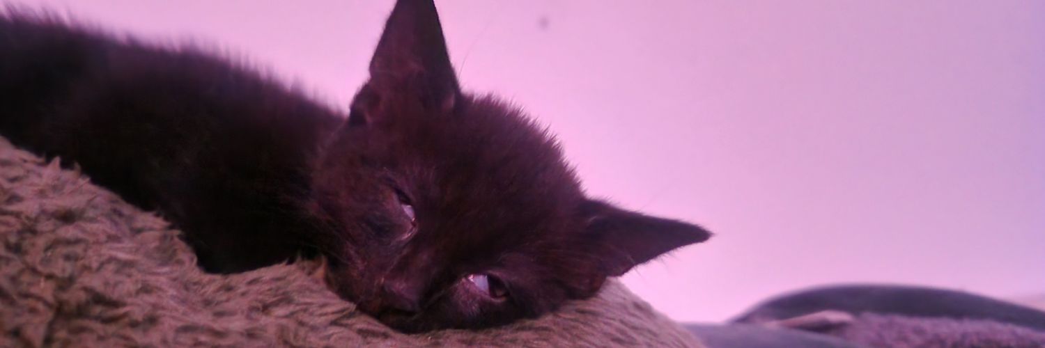 Spicy_Will's profile banner image