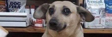 Gui vai ver Magdalena Bay HOJE banner