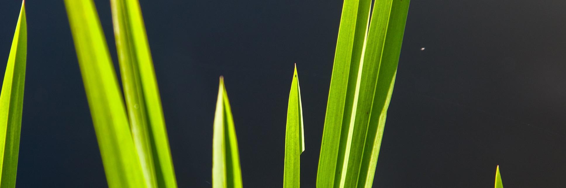Gerdinand's profile banner image