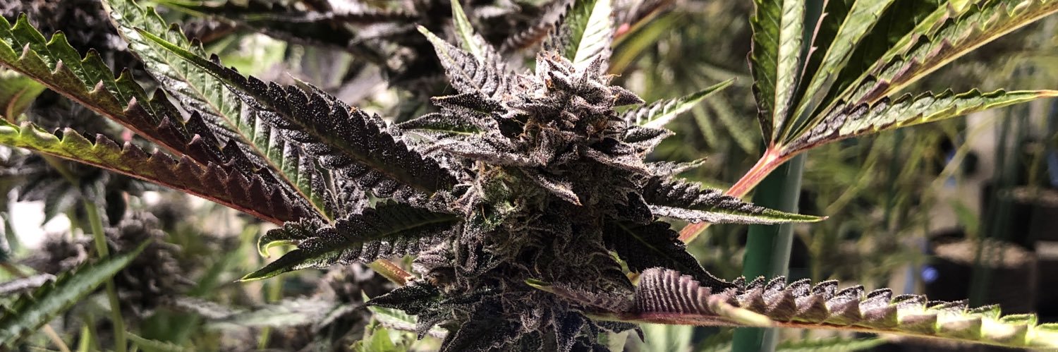 ColoradoDANK's profile banner image