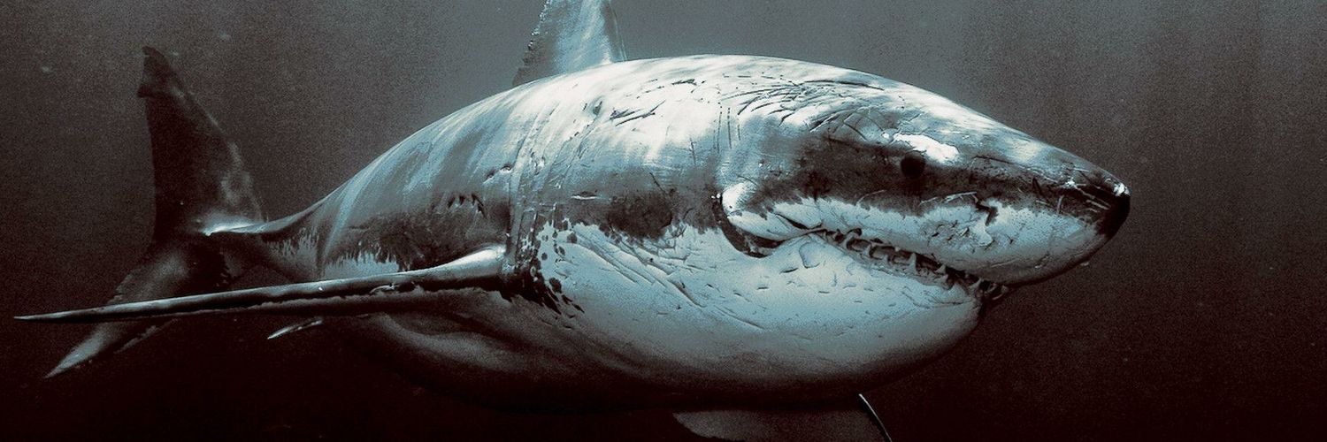 Titan_Shark's profile banner image