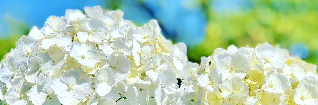 石黒 卓弥｜Takaya Ishiguro's banner