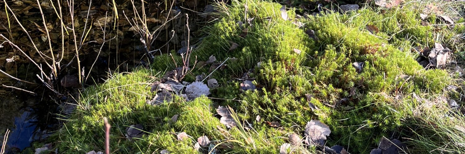 Iréne Wicander banner