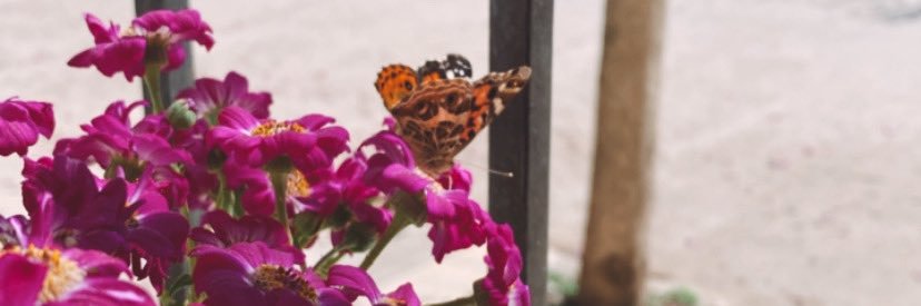 melani ▫ banner