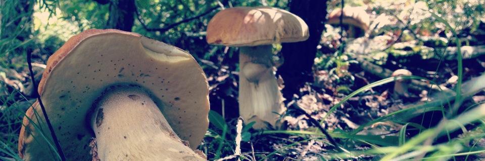 andrew mcleod banner