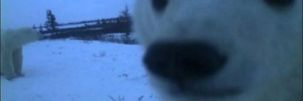 canagisaurus Profile Banner