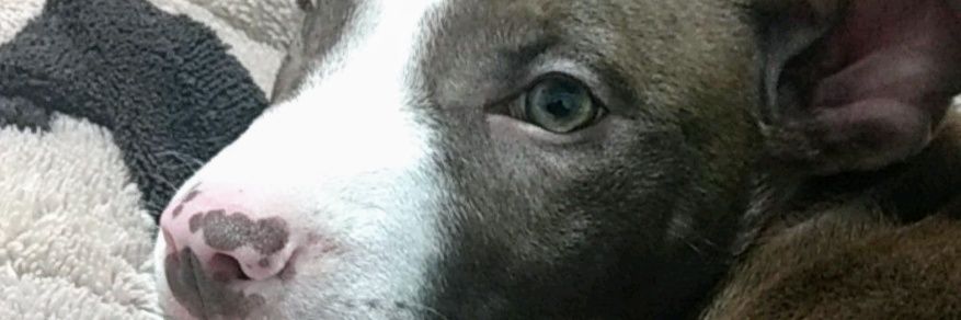 Lula_cure's profile banner image