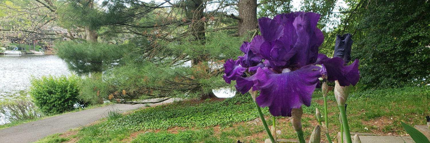 Michele Davis banner