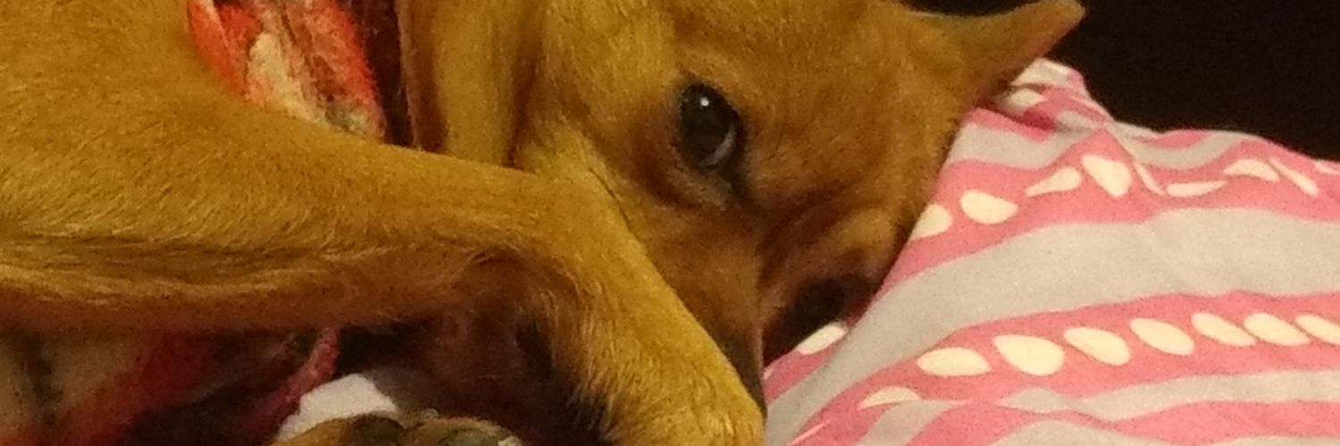 little_dee's profile banner image