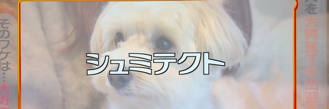 danny_wanwano's profile banner image