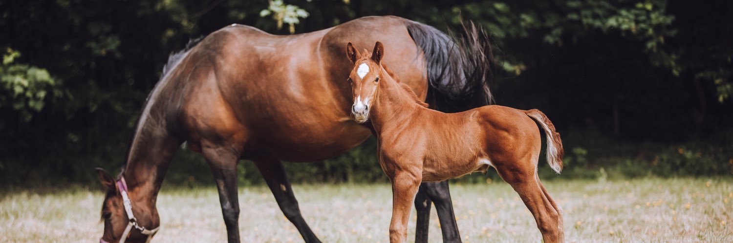 Emily-Rose Press banner
