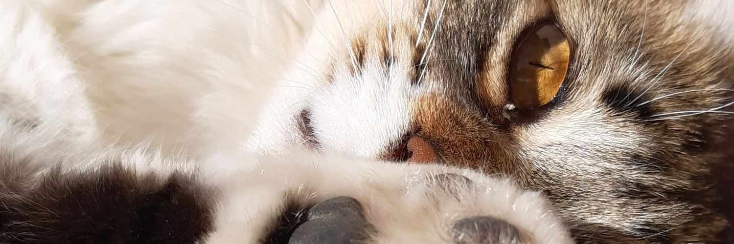 LuleUllua's profile banner image