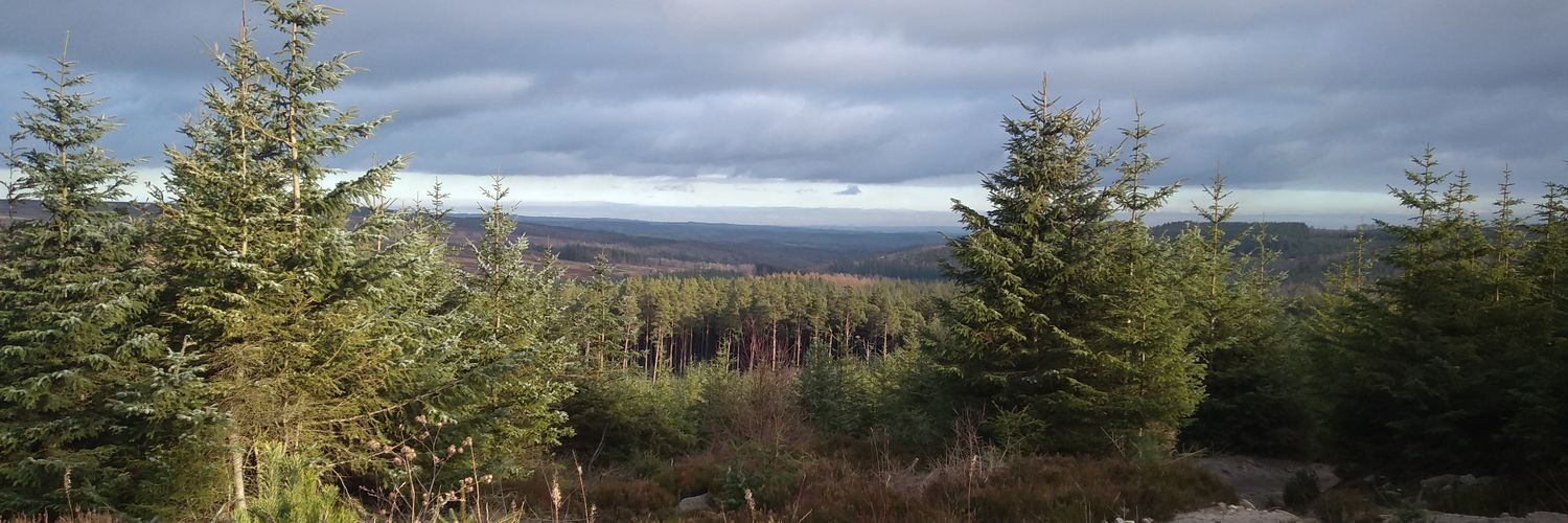 philippa dolphin banner