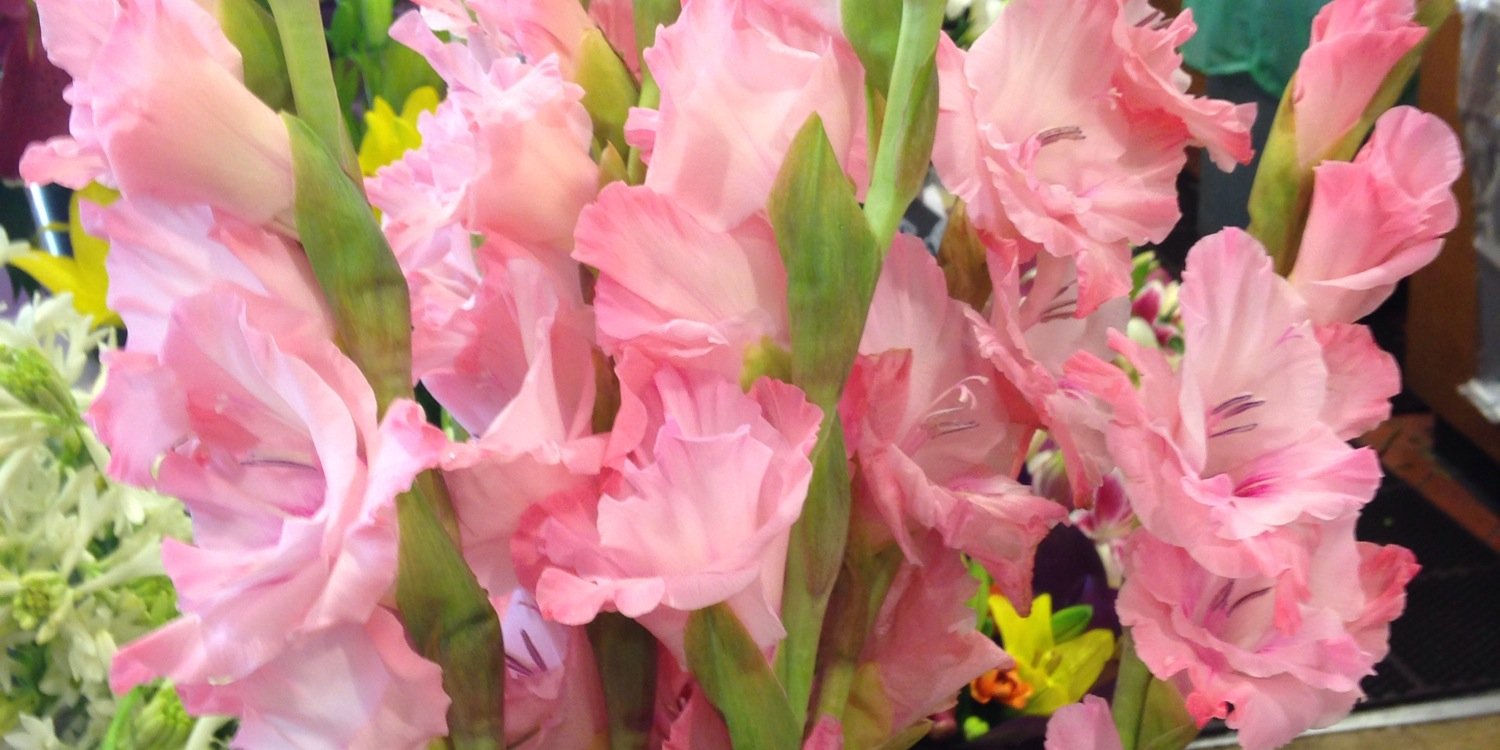 betsycarter's profile banner image