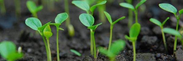 tiririt Profile Banner