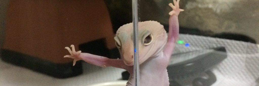 libbypelt's profile banner image