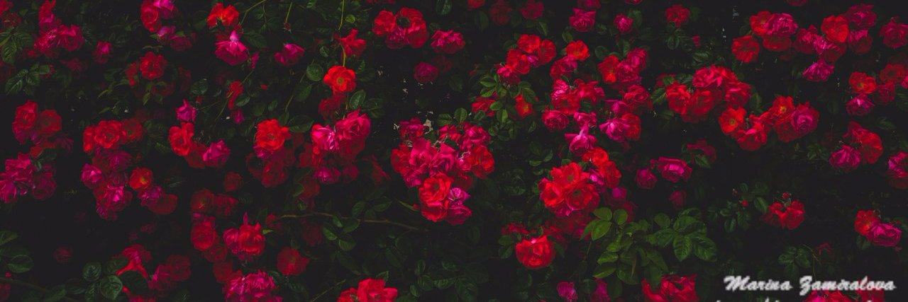 blashko_katia's profile banner image