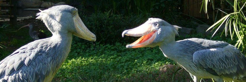 Shoebill bozo banner