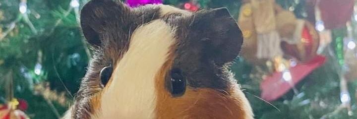 AmericaEst's profile banner image