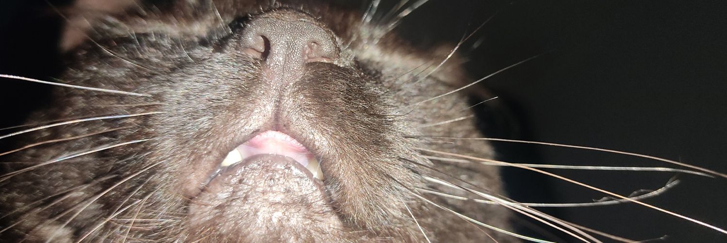 moo_nicat's profile banner image