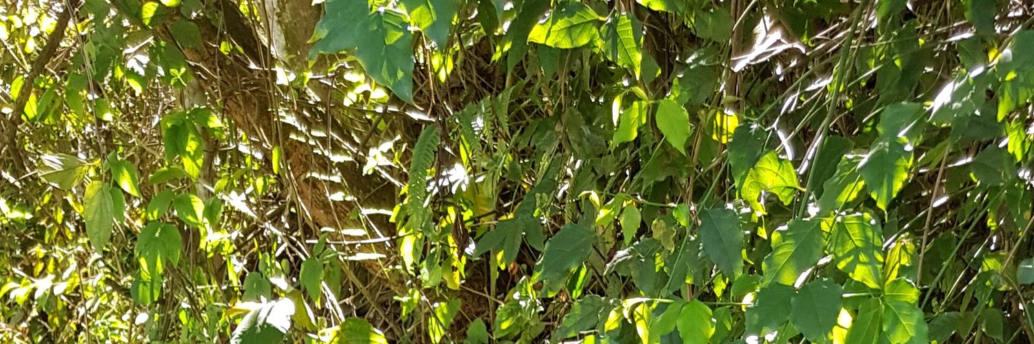 Last Sauramba banner