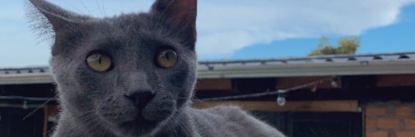 HamiltonRison's profile banner image