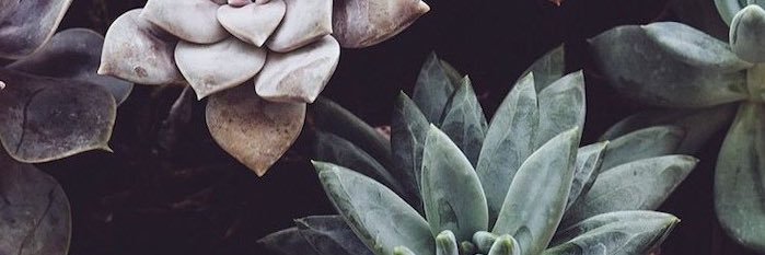 _lizloftus_'s profile banner image
