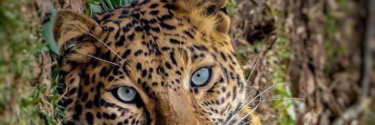 ocamposnico's profile banner image