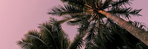 serenabrahney's profile banner image