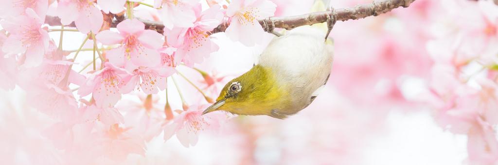 ᴛ ᴇ ᴀ 🍵 banner