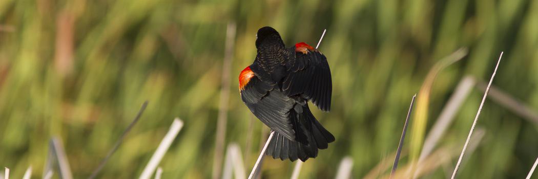 redwingkeyssar's profile banner image