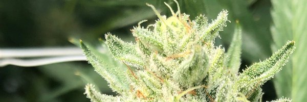 TheMrNatural Profile Banner