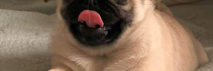 dog lovers banner