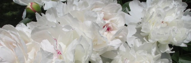 DawnBugni's profile banner image