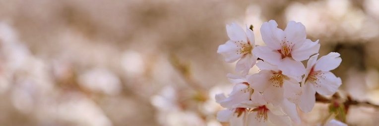 maid_3's profile banner image