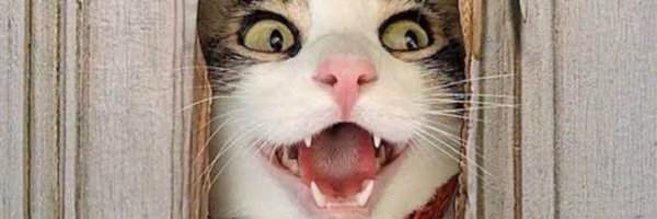 sakitune Profile Banner