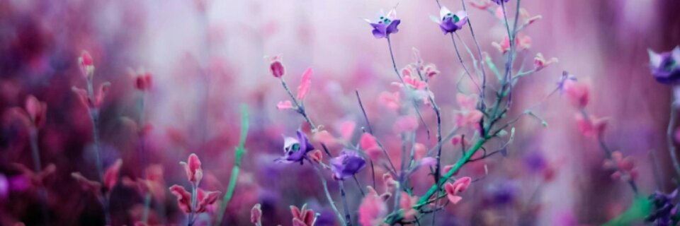 elfsweet's profile banner image