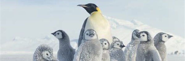Beanguin2 Profile Banner